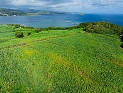 Zuckerrohrfelder auf Martinique